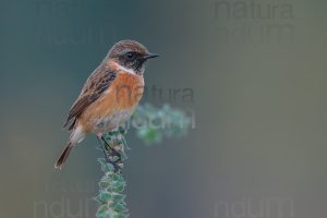 Foto di Saltimpalo (Saxicola rubicola)