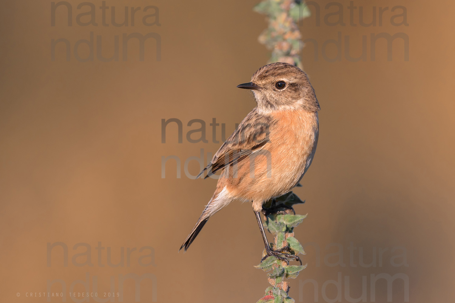 Photos of European Stonechat (Saxicola rubicola)