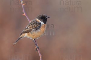 Foto di Saltimpalo (Saxicola rubicola)