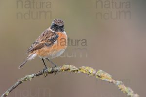 Foto di Saltimpalo (Saxicola rubicola)