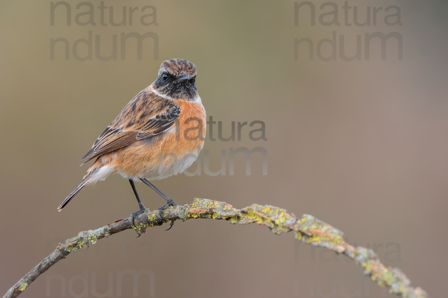 Foto di Saltimpalo (Saxicola rubicola)