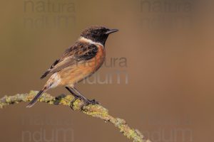 Foto di Saltimpalo (Saxicola rubicola)