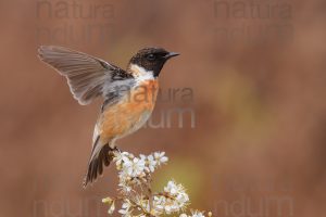 Photos of European Stonechat (Saxicola rubicola)