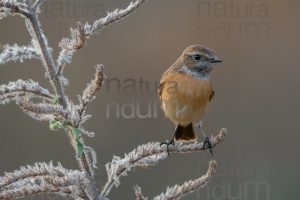 Foto di Saltimpalo (Saxicola rubicola)