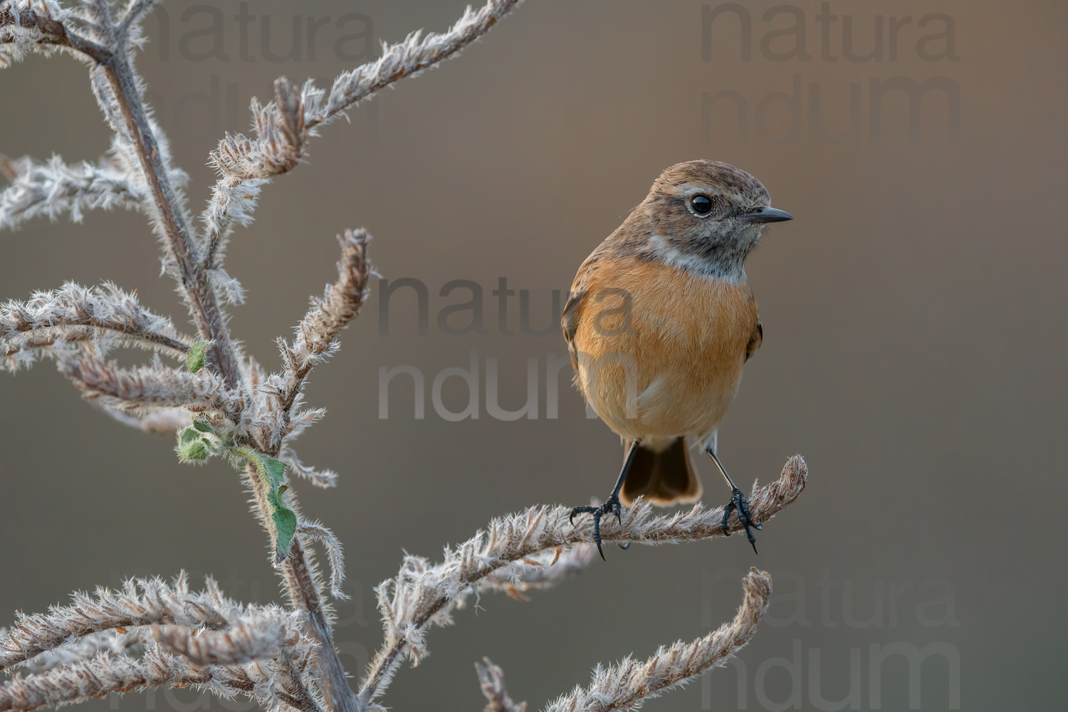 Foto di Saltimpalo (Saxicola rubicola)