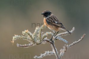 Foto di Saltimpalo (Saxicola rubicola)