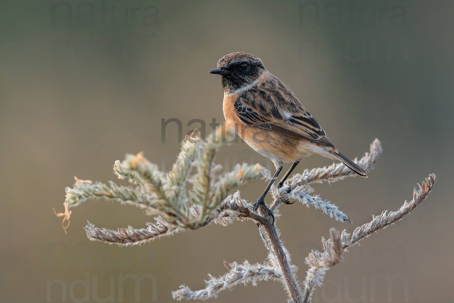 Foto di Saltimpalo (Saxicola rubicola)