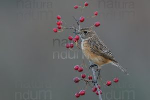 Foto di Saltimpalo (Saxicola rubicola)