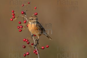 Photos of European Stonechat (Saxicola rubicola)