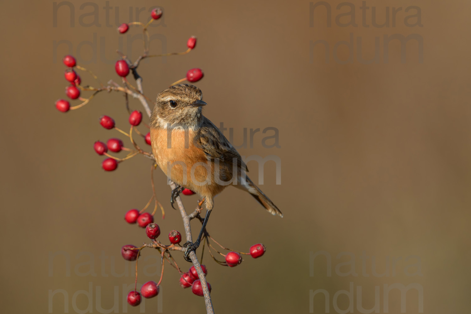 Foto di Saltimpalo (Saxicola rubicola)