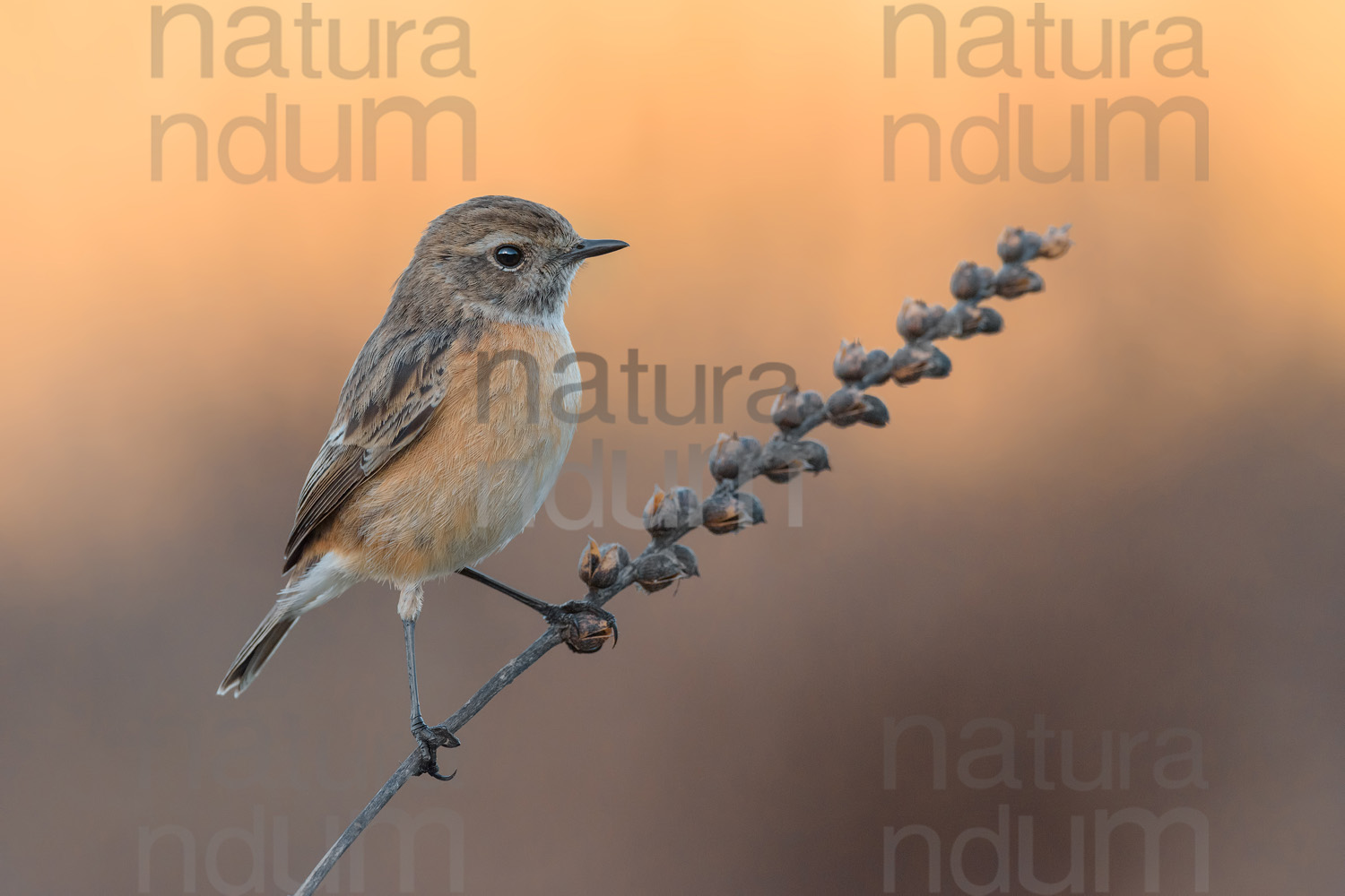 Foto di Saltimpalo (Saxicola rubicola)