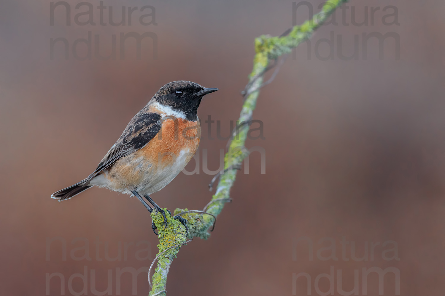 Photos of European Stonechat (Saxicola rubicola)