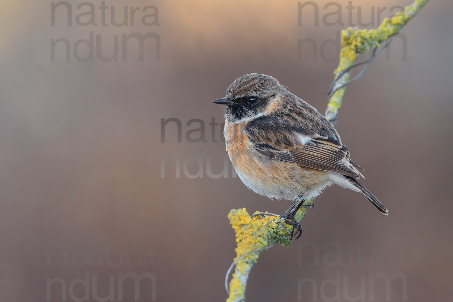 Foto di Saltimpalo (Saxicola rubicola)