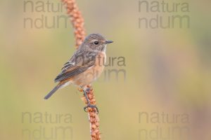 Foto di Saltimpalo (Saxicola rubicola)