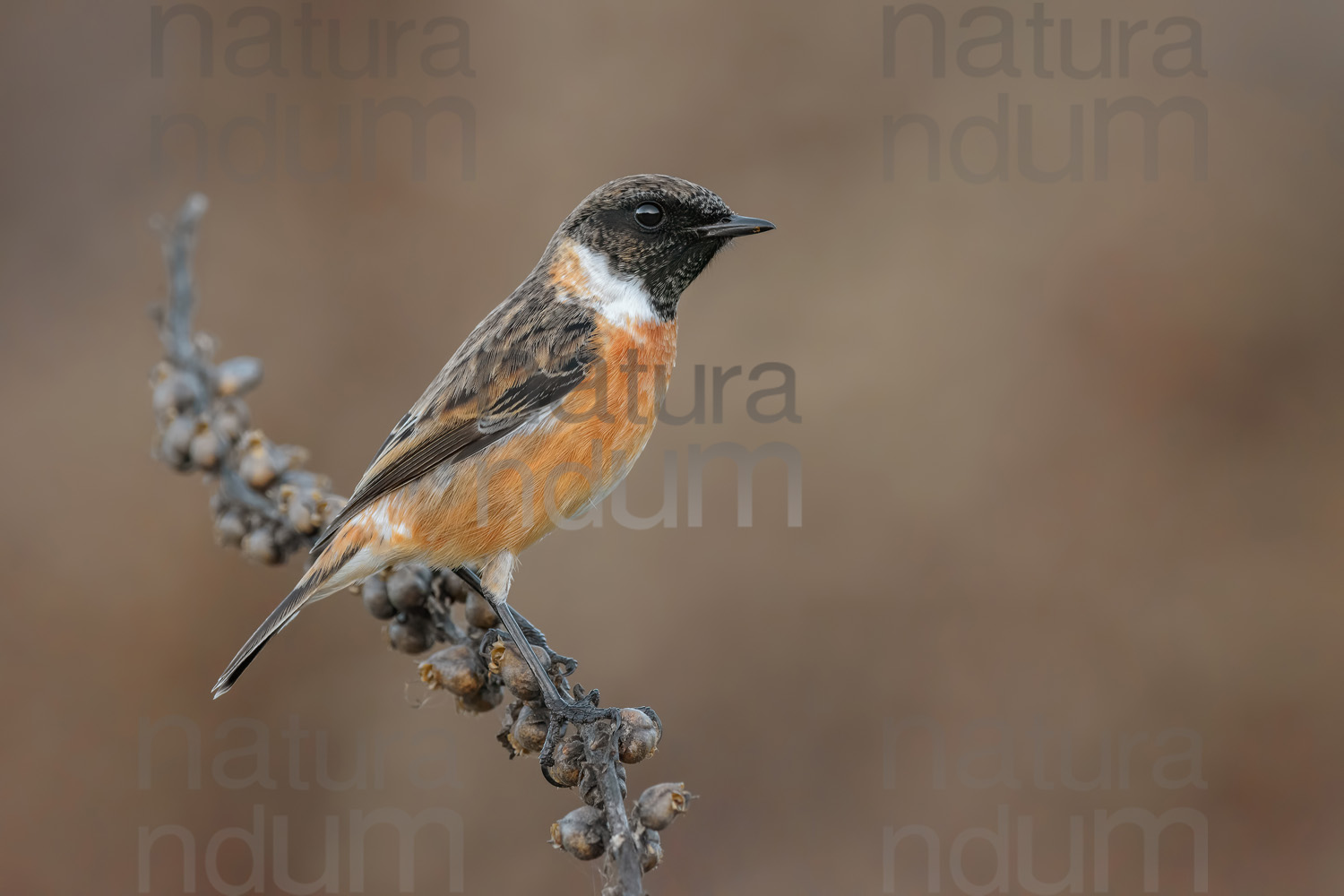 Foto di Saltimpalo (Saxicola rubicola)