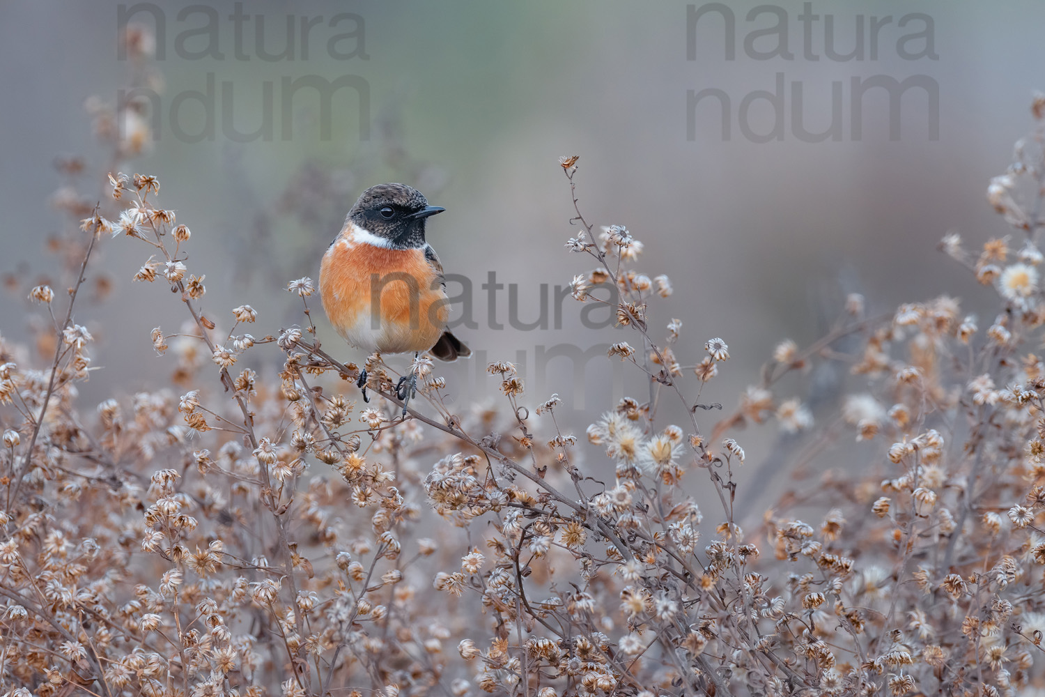 Foto di Saltimpalo (Saxicola rubicola)