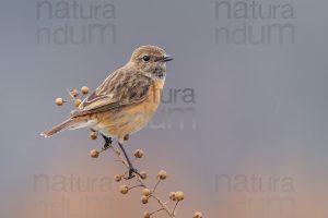 Foto di Saltimpalo (Saxicola rubicola)