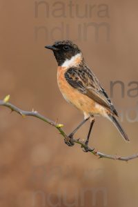 Foto di Saltimpalo (Saxicola rubicola)