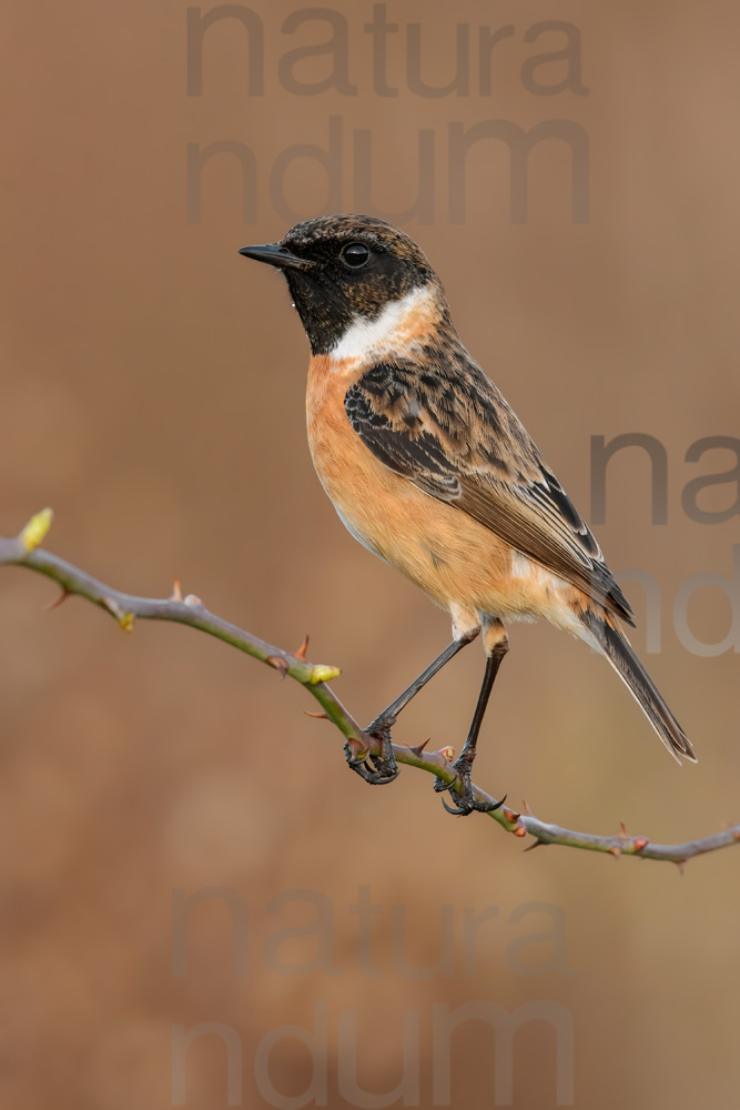 Photos of European Stonechat (Saxicola rubicola)