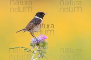 Foto di Saltimpalo (Saxicola rubicola)