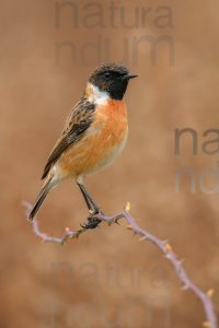 Foto di Saltimpalo (Saxicola rubicola)