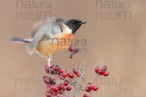 Photos of European Stonechat (Saxicola rubicola)