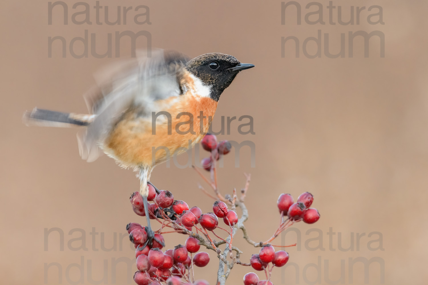 Foto di Saltimpalo (Saxicola rubicola)