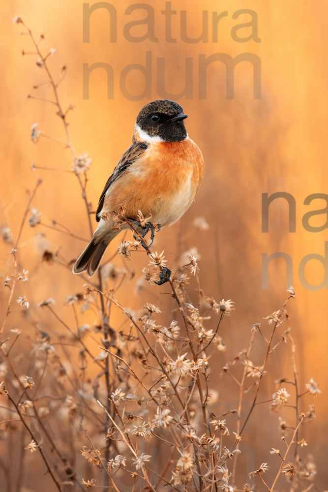 Foto di Saltimpalo (Saxicola rubicola)