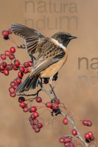 Photos of European Stonechat (Saxicola rubicola)