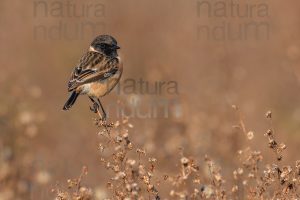 Foto di Saltimpalo (Saxicola rubicola)