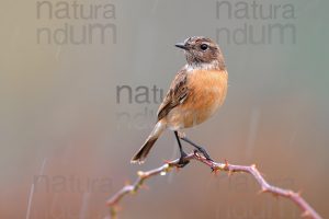 Foto di Saltimpalo (Saxicola rubicola)