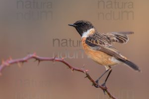 Foto di Saltimpalo (Saxicola rubicola)