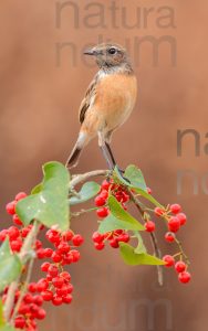 Foto di Saltimpalo (Saxicola rubicola)