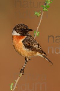 Foto di Saltimpalo (Saxicola rubicola)