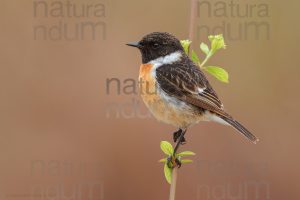 Foto di Saltimpalo (Saxicola rubicola)