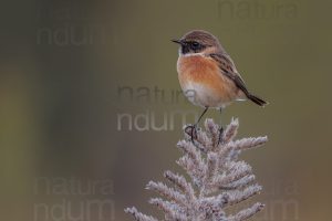 Foto di Saltimpalo (Saxicola rubicola)