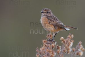 Photos of European Stonechat (Saxicola rubicola)