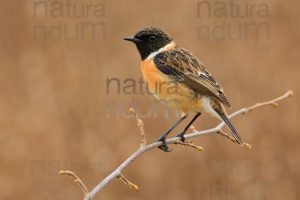 Foto di Saltimpalo (Saxicola rubicola)