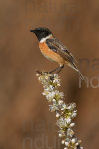 Foto di Saltimpalo (Saxicola rubicola)