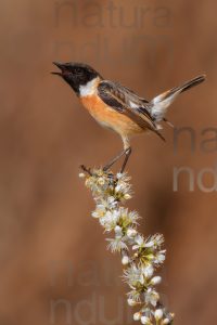 Photos of European Stonechat (Saxicola rubicola)