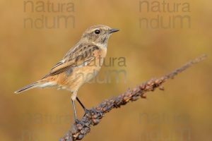 Foto di Saltimpalo (Saxicola rubicola)