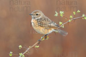 Foto di Saltimpalo (Saxicola rubicola)