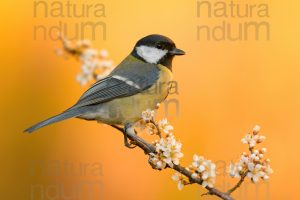 Foto di Cinciallegra (Parus major)