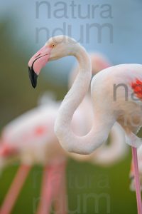 Photos of Greater Flamingo (Phoenicopterus roseus)