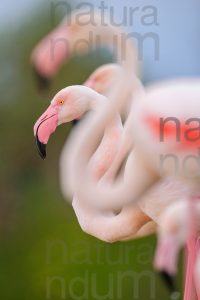 Photos of Greater Flamingo (Phoenicopterus roseus)