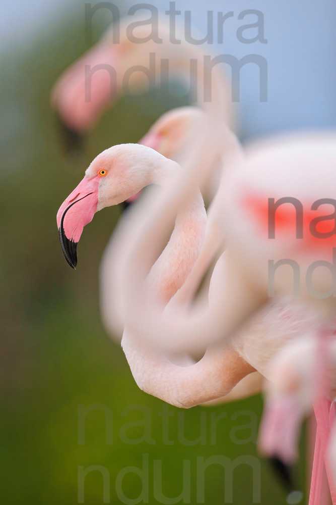 Foto di Fenicottero rosa (Phoenicopterus roseus)