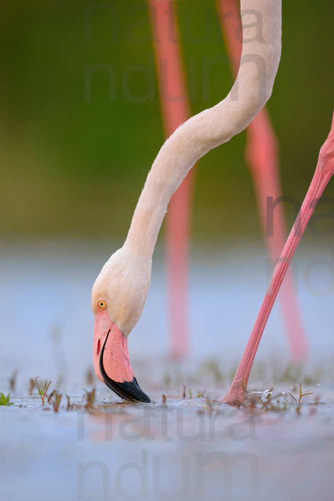 Foto di Fenicottero rosa (Phoenicopterus roseus)