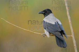 Photos of Hooded Crow (Corvus cornix)