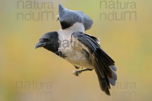 Photos of Hooded Crow (Corvus cornix)