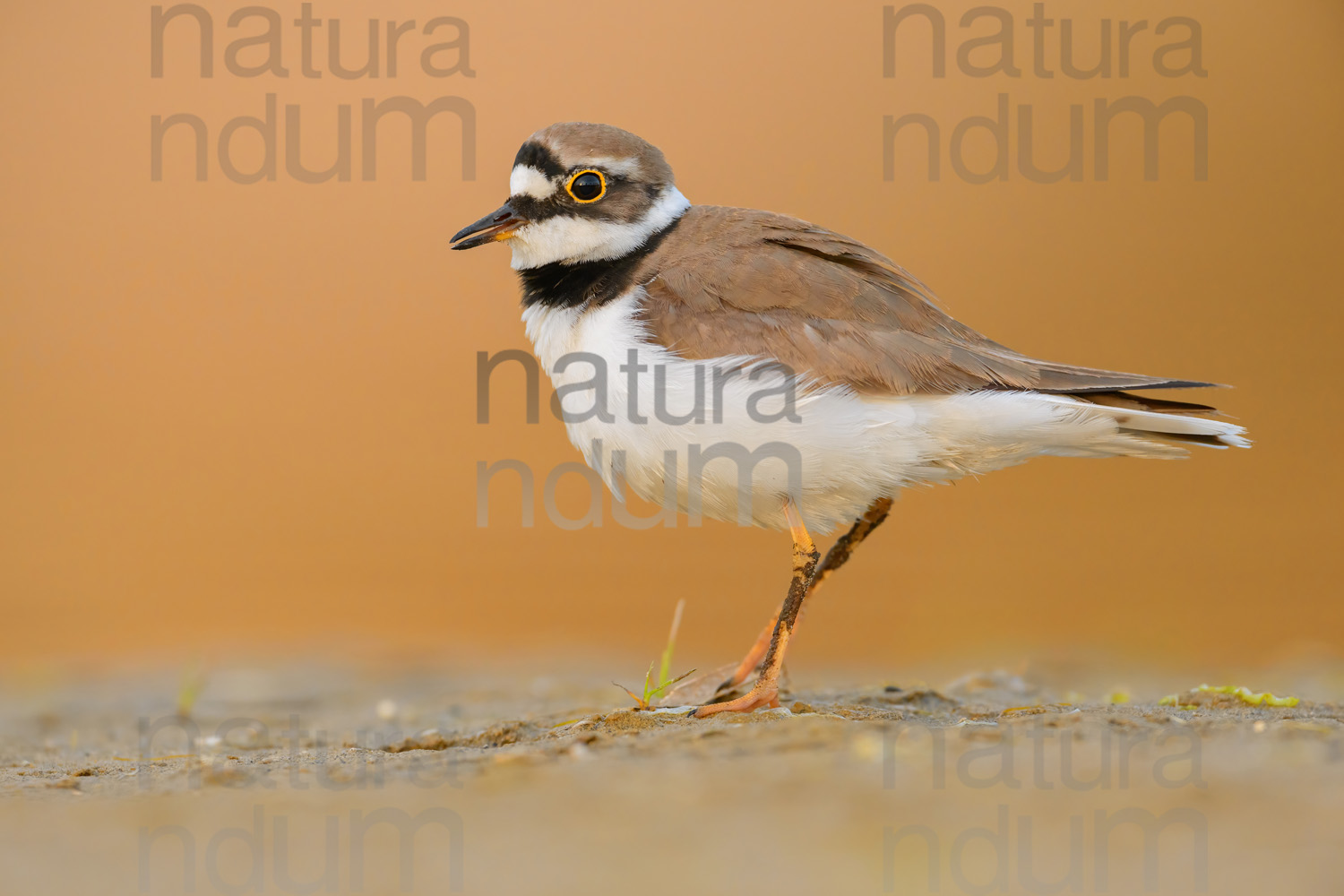 Photos of Little Ringed Plover (Charadrius dubius)